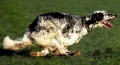 Setter Anglais STING DU MAS D'EYRAUD Setter Anglais STING DU MAS D'EYRAUD